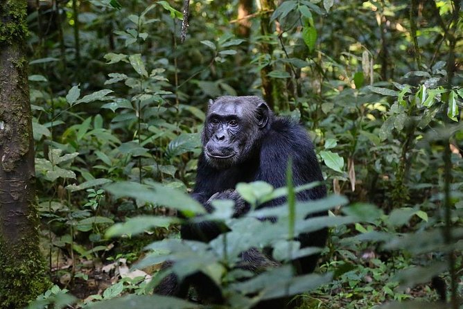 10 Day Best of Uganda Adventure Safari - Arrival in Entebbe and Kampala