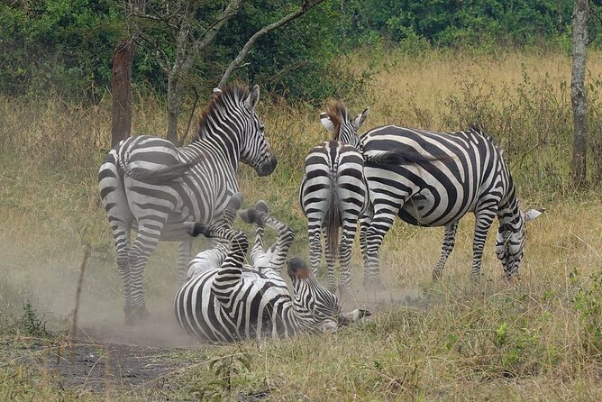 10-Day Big-7 Private Tour Experience in Uganda Safari - Day 3: Bigodi Wetlands and community guiding
