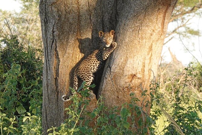 10-Day Big-7 Private Tour Experience in Uganda Safari - Day 5: Queen Elizabeth by vehicle and boat