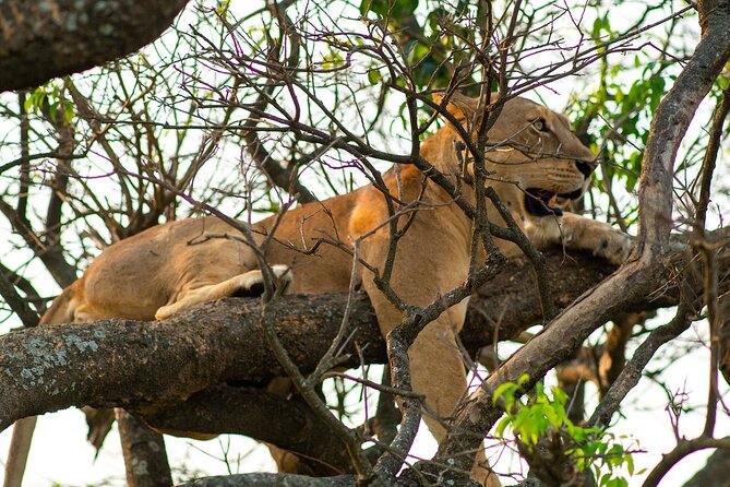 10-Day Big-7 Private Tour Experience in Uganda Safari - Day 6: Ishasha lions on the road to Bwindi
