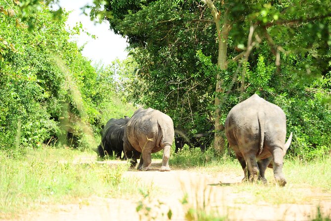 10 Day Gorilla Chimps and Big 5 Safari - Key things to know before booking