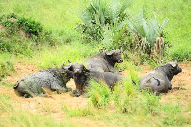 10 Day Gorilla Chimps and Big 5 Safari - What $3,500 covers on this Uganda safari