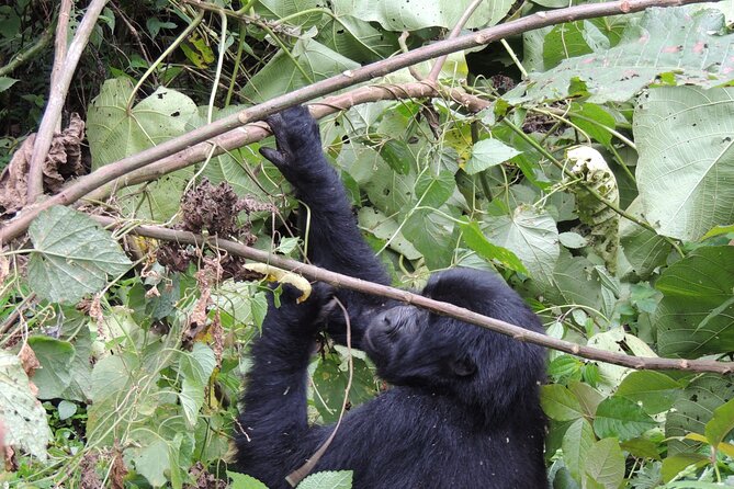 10 Day Gorilla Chimps and Big 5 Safari - Day 6: Chimpanzees in Kyambura Gorge and Ishasha lions