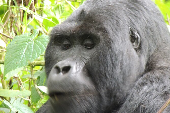 10 Day Gorilla Chimps and Big 5 Safari - Day 7: Ishasha wildlife and the road to Bwindi
