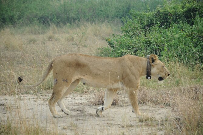 10 Day Gorilla Chimps and Big 5 Safari - Day 1: A simple arrival in Entebbe