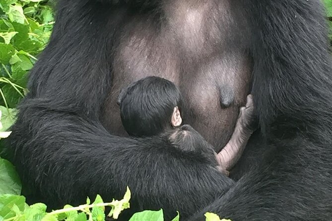 10 Day Uganda Memorable Lifetime Gorilla and Chimpanzee Safari - Day 8: The main event in Bwindi