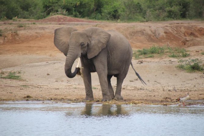10 Day Western Uganda Budget Wildlife Safari - Day 5: Lions and the Kazinga Channel