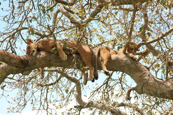 10 Day Western Uganda Budget Wildlife Safari - Day 6: From Queen Elizabeth to Bwindi