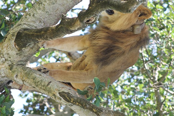 10-Day Wildlife Big 5, Murchison Falls and Gorilla Safari - From Entebbe airport to Uganda’s western parks
