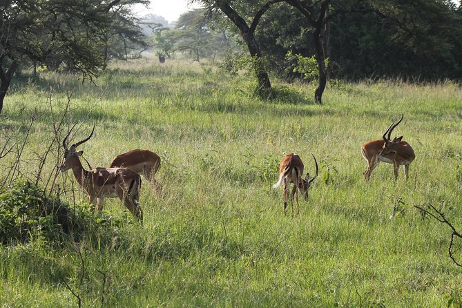 10-Day Wildlife Big 5, Murchison Falls and Gorilla Safari - Days 4 and 5: Kibale Forest and a full hour with chimpanzees