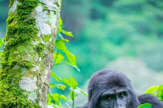 10-Day Wildlife Big 5, Murchison Falls and Gorilla Safari - Day 8: Gorilla trekking in Bwindi