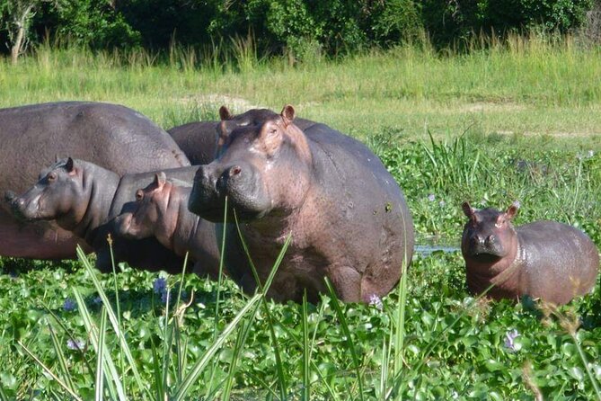 10-Day Wildlife Big 5, Murchison Falls and Gorilla Safari - Days 9 and 10: Lake Mburo’s smaller scale and walking safari