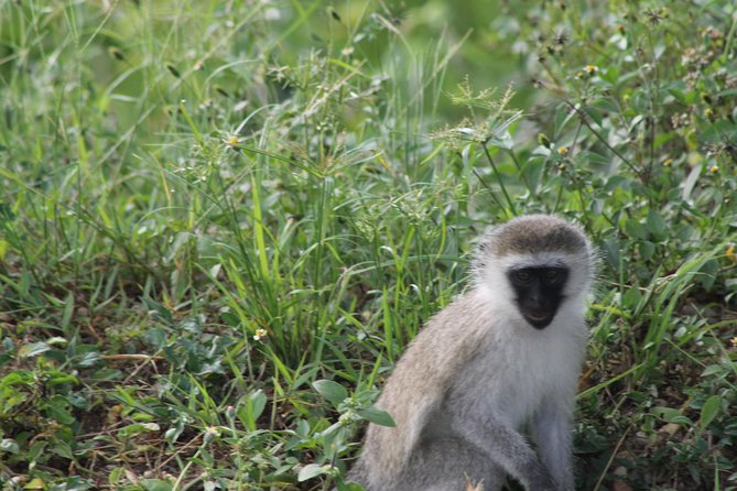 10-Day Wildlife Big 5, Murchison Falls and Gorilla Safari - Day 2: Rhinos first, then Murchison Falls