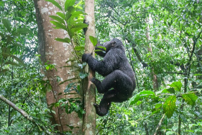 10 Days Affordable Gorilla Trekking Holiday - Day 3: Chimpanzees and the Bigodi community