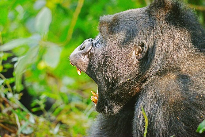10 Days Affordable Gorilla Trekking Holiday - Day 4: Rwenzori views on the way to Queen Elizabeth