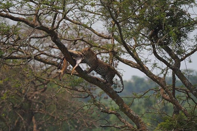 10 Days Affordable Gorilla Trekking Holiday - Day 5: Game drive and the Kazinga Channel