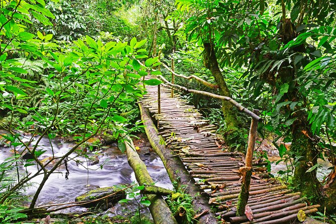 10 Days Affordable Gorilla Trekking Holiday - Day 7: Gorilla trekking in Bwindi