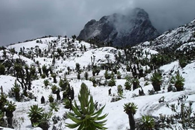 10 Days Mountain Rwenzori Hiking Safari – Mahoma Trail - Day 1: Entebbe arrival and an optional shoebill outing