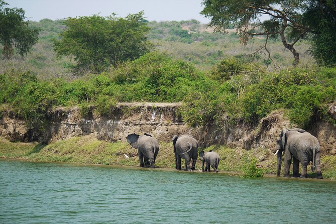 10 Days Private Uganda Safari with Pick-up - Day 3: The central event, gorilla trekking in Bwindi