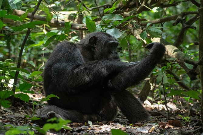 10 Days Private Uganda Safari with Pick-up - Day 7: Chimpanzees and Bigodi Wetlands