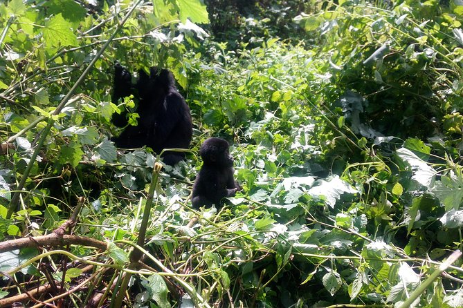 10 Days Uganda Gorilla & Chimpanzee Trekking Safari - Five things to know before you book