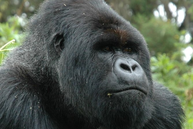 10 Days Uganda Gorilla & Chimpanzee Trekking Safari - Day 4: The long transfer to Kibale’s primate country