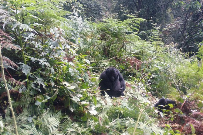 10 Days Uganda Gorilla & Chimpanzee Trekking Safari - Day 5: Chimpanzees at Kanyanchu and Bigodi Wetland