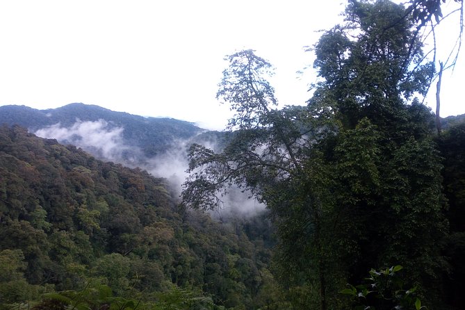 10 Days Uganda Gorilla & Chimpanzee Trekking Safari - Day 7: Ishasha’s climbing lions and Bwindi