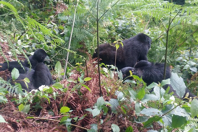 10 Days Uganda Gorilla & Chimpanzee Trekking Safari - Day 8: The gorilla trek in Bwindi