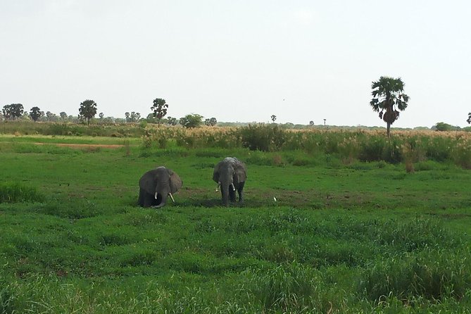 10 Days Uganda Gorilla & Chimpanzee Trekking Safari - Day 3: Game drives and the Nile boat trip