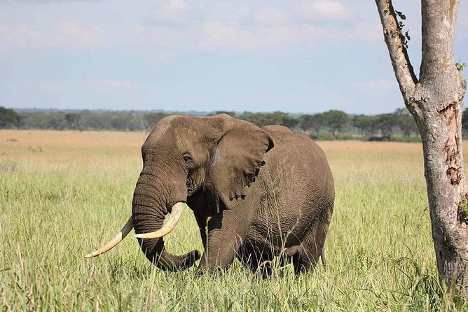 10 Days Uganda Gorilla, Chimpanzee & Wildlife Safari - What this 10-day Uganda safari is really like