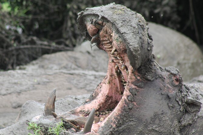 10-Days Uganda Gorillas and Chimpanzee Wildlife Discovery - Why this Uganda route works so well