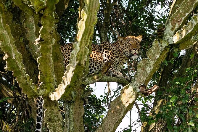 10-Days Uganda Gorillas and Chimpanzee Wildlife Discovery - Days 2 and 3: Murchison Falls and the Nile