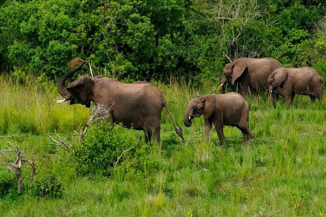 10-Days Uganda Gorillas and Chimpanzee Wildlife Discovery - Days 4 and 5: Tea country and chimpanzees in Kibale