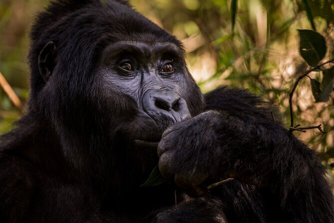 10-Days Uganda Gorillas and Chimpanzee Wildlife Discovery - Days 6 and 7: Queen Elizabeth National Park