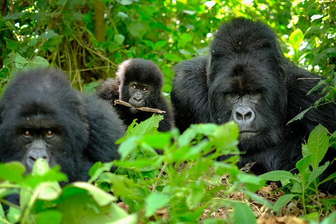 10-Days Uganda Gorillas and Chimpanzee Wildlife Discovery - Day 10: The long return to Entebbe