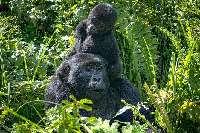 10-Days Uganda Gorillas and Chimpanzee Wildlife Discovery - Day 1: A soft landing in Entebbe
