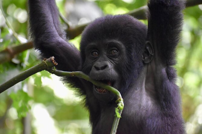 10 Days Uganda Safari with Gorillas - Why this 10-day route works