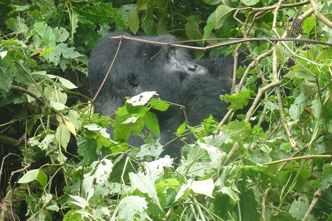 10 Days Uganda Safari with Gorillas - Day 4: Bigodi Swamp brings a slower pace