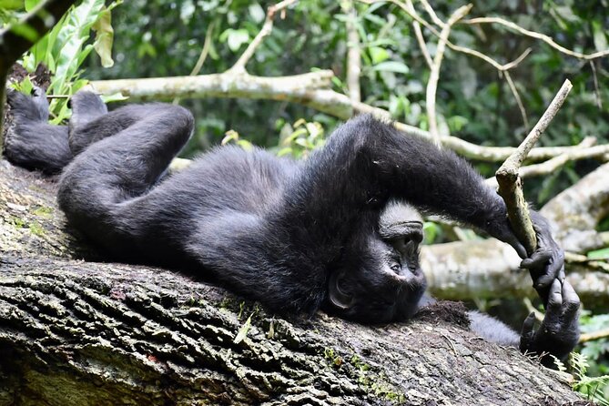 10 Days Uganda Safari with Gorillas - Day 5: Chimpanzees in Kibale Forest