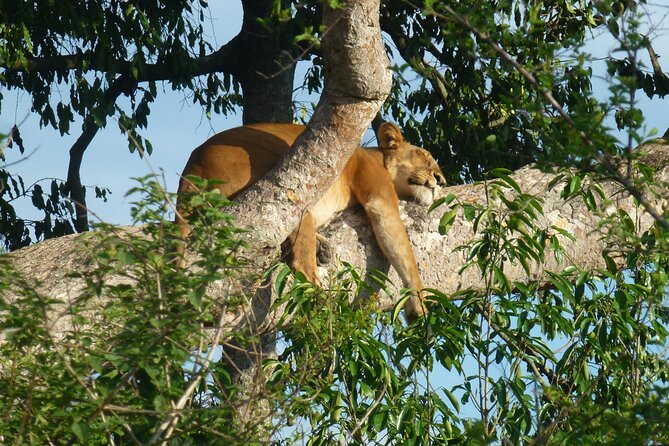 10 Days Uganda Safari with Gorillas - Day 6: Queen Elizabeth’s plains, craters, and Kazinga Channel