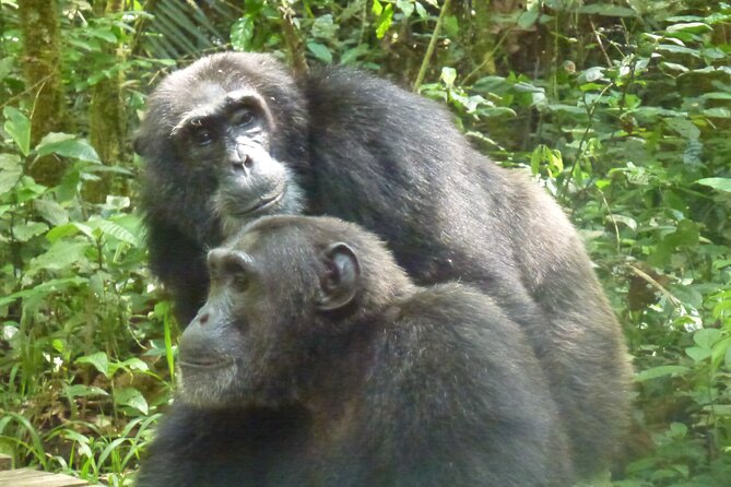 10 Days Uganda Safari with Gorillas - Day 7: Through the Kigezi highlands to Bwindi