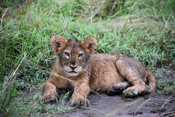 10 Days Uganda Safari with Gorillas - Day 8: The gorilla trek in Bwindi Impenetrable National Park