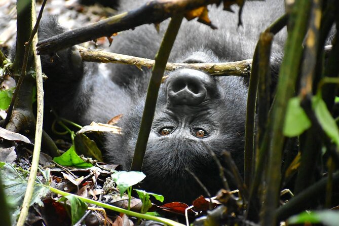 10 Days Uganda Safari with Gorillas - Day 1: A gentle arrival in Kampala