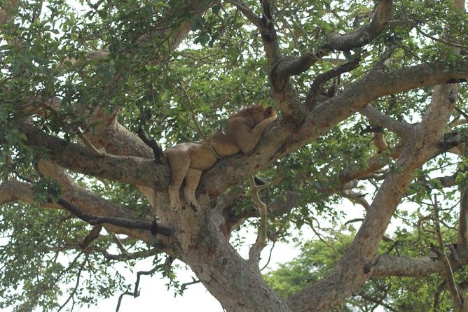 11-Day African Big 5 with Gorilla Trekking Safari in Uganda. - Entebbe arrival and the shape of the trip