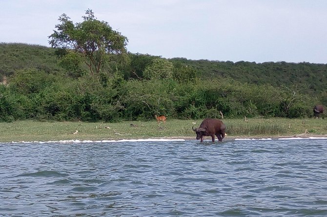 11 Days Uganda +Gorillas - Murchison Falls: Uganda’s big savannah opening
