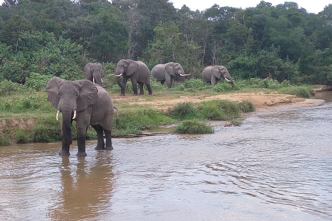 11 Days Uganda +Gorillas - Queen Elizabeth National Park: the broadest wildlife mix
