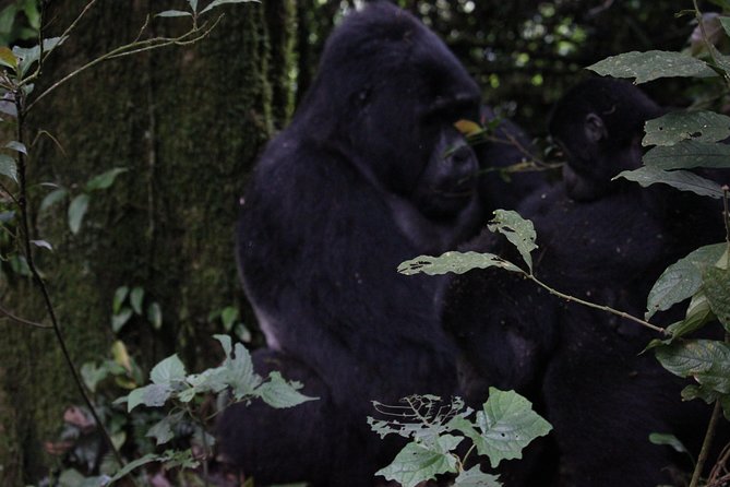 11 Days Uganda +Gorillas - Meals, accommodation, and what is not covered