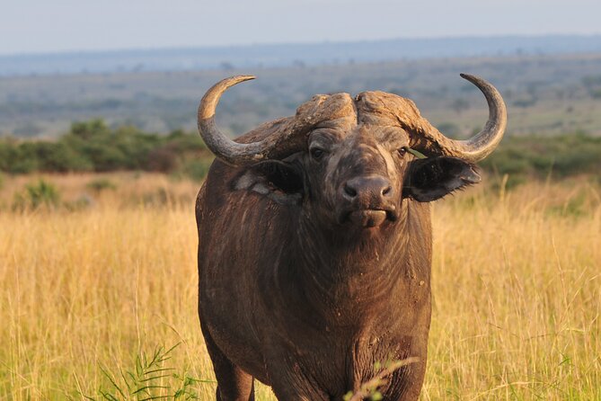 12-Day Big 5, Chimp & Gorilla Trekking Safari - Bwindi Gorilla Trekking: The Trip’s Main Event