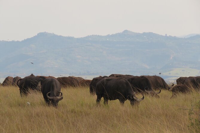 12-Day Moderately Priced Pearl of Africa - Uganda Private Safari - Day 4 and 5: Kibale chimpanzees and Bigodi’s community trail